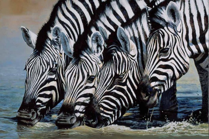 "Zebras Drinking, Namibia" by Pip McGarry, Oil on canvas, 30in x 20in, Sold at Summer Exhibition 2003.